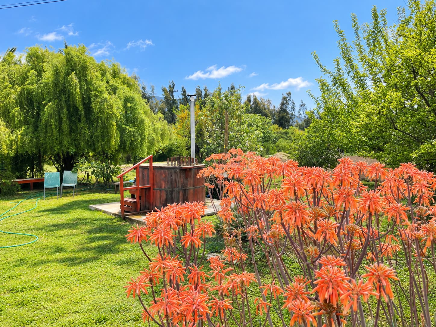 Tinaja de madera con escalera en el jardín, con aloes de flores naranjas en primer plano